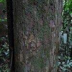 Chaetocarpus schomburgkianus Corteza