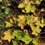 Heuchera villosa Elinympäristö