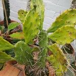 Opuntia ficus-indica Облик