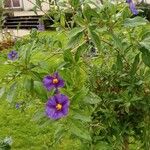 Solanum laciniatum Агульны выгляд