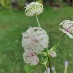 Astrantia majorപുഷ്പം