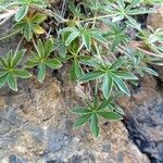 Potentilla alchimilloides Leaf