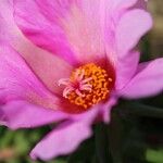 Portulaca pilosaFlor