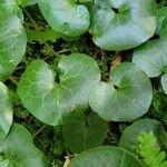 Asarum europaeum 葉