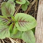 Amaranthus tricolor Ліст