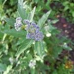 Caryopteris x clandonensisफूल