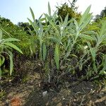 Salvia officinalis Habit