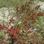 Lechea mucronata Hábito