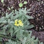 Descurainia millefolia 葉