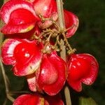 Paullinia austin-smithii Цвят
