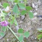 Trifolium tomentosum Hoja