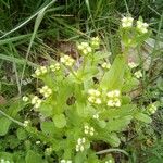 Valeriana woodsiana Květ