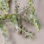 Phyllanthus niruri 葉