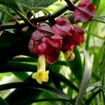 Drymonia coccinea Flower