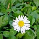 Bellis perennis 花