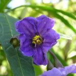 Solanum nudum Flower