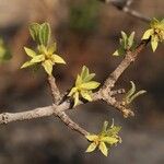 Cassipourea mollis Blüte