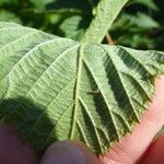 Rubus nessensis Other