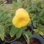 Allamanda cathartica花