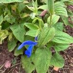 Salvia patens花