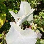 Kalanchoe beharensis Hoja