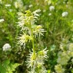 Echinocystis lobataFlower