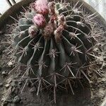 Echinocactus texensis Yaprak