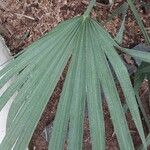 Sabal minor Leaf