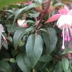 Fuchsia spp. Frunză