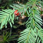 Taxus baccata Fruto