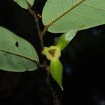 Neostenanthera neurosericea Flower