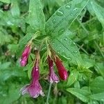 Jasminum beesianum Bloem