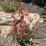 Penstemon eatonii Хабит