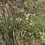 Spiraea prunifolia Vekstform