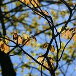 Acer platanoides Blad