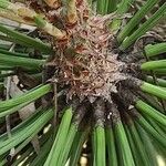 Pinus ponderosa Blad