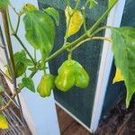 Capsicum chinense Fruchs