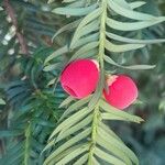 Taxus brevifolia Hoja