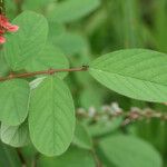 Indigofera hirsuta ഇല