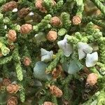 Juniperus osteosperma Muu