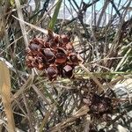 Camonea umbellata Fruit