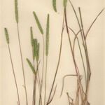 Phleum phleoides Natur