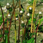 Taraxacum rubicundum Mbuma