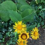 Inula helenium Habitus