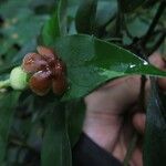Voacanga bracteata Blüte