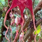 Aristolochia tricaudata Flower