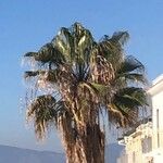 Washingtonia filifera 葉