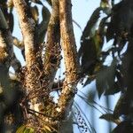 Schefflera morototoni Cortiza
