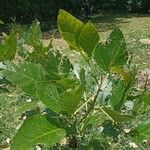 Erythrina fusca Blad