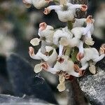 Phillyrea angustifolia Flower